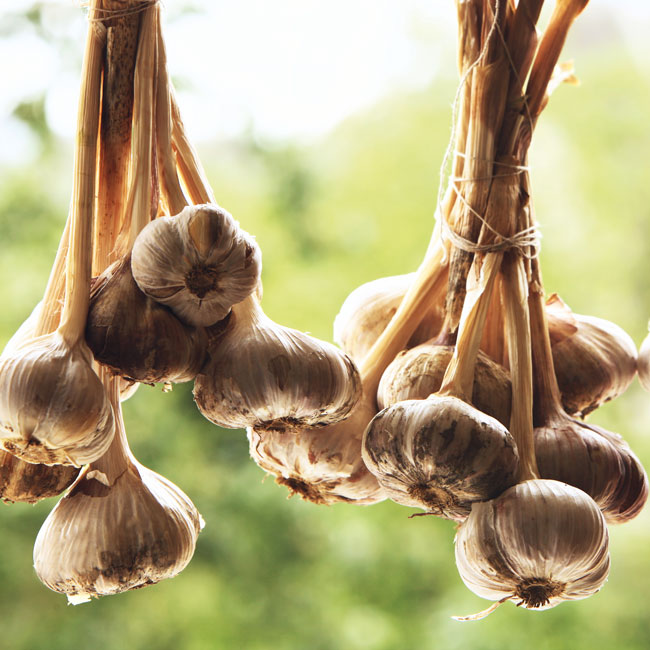 extracts-oils-oleoresins-ingredients