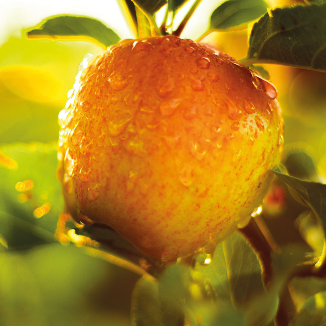 fruit-juice-concentrates-ingredients