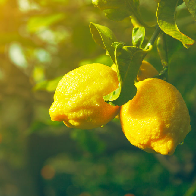 fruit-pieces-ingredients