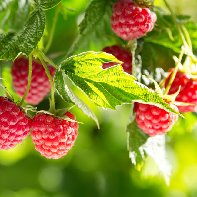 fruit-purees-purees-concentrates-ingredients