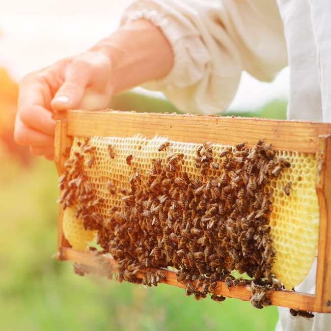 honey-powder-ingredients