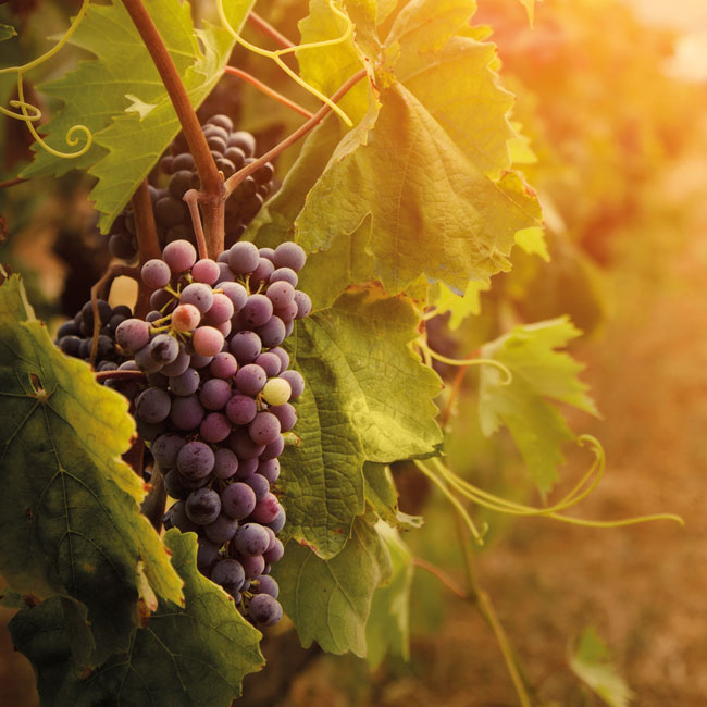 wine-concentrates-ingredients